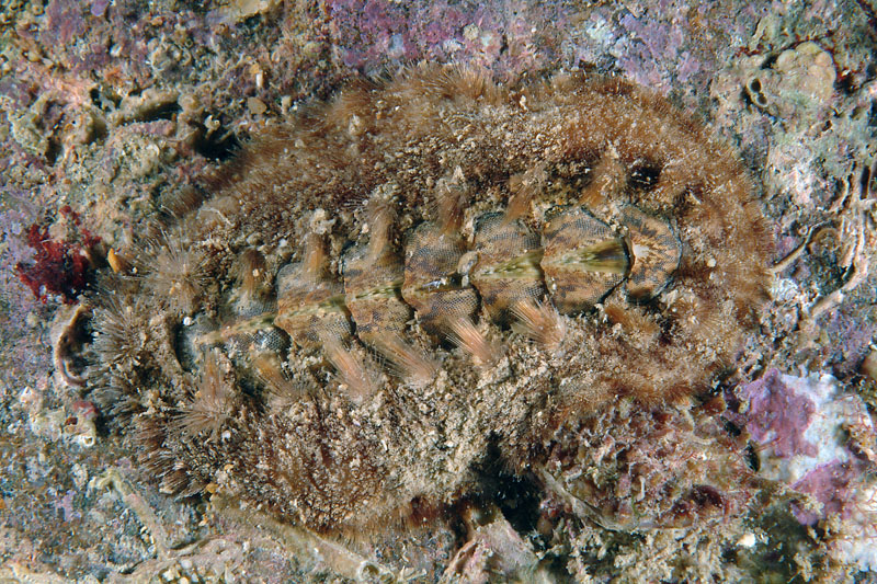 Acanthochitona fascicularis